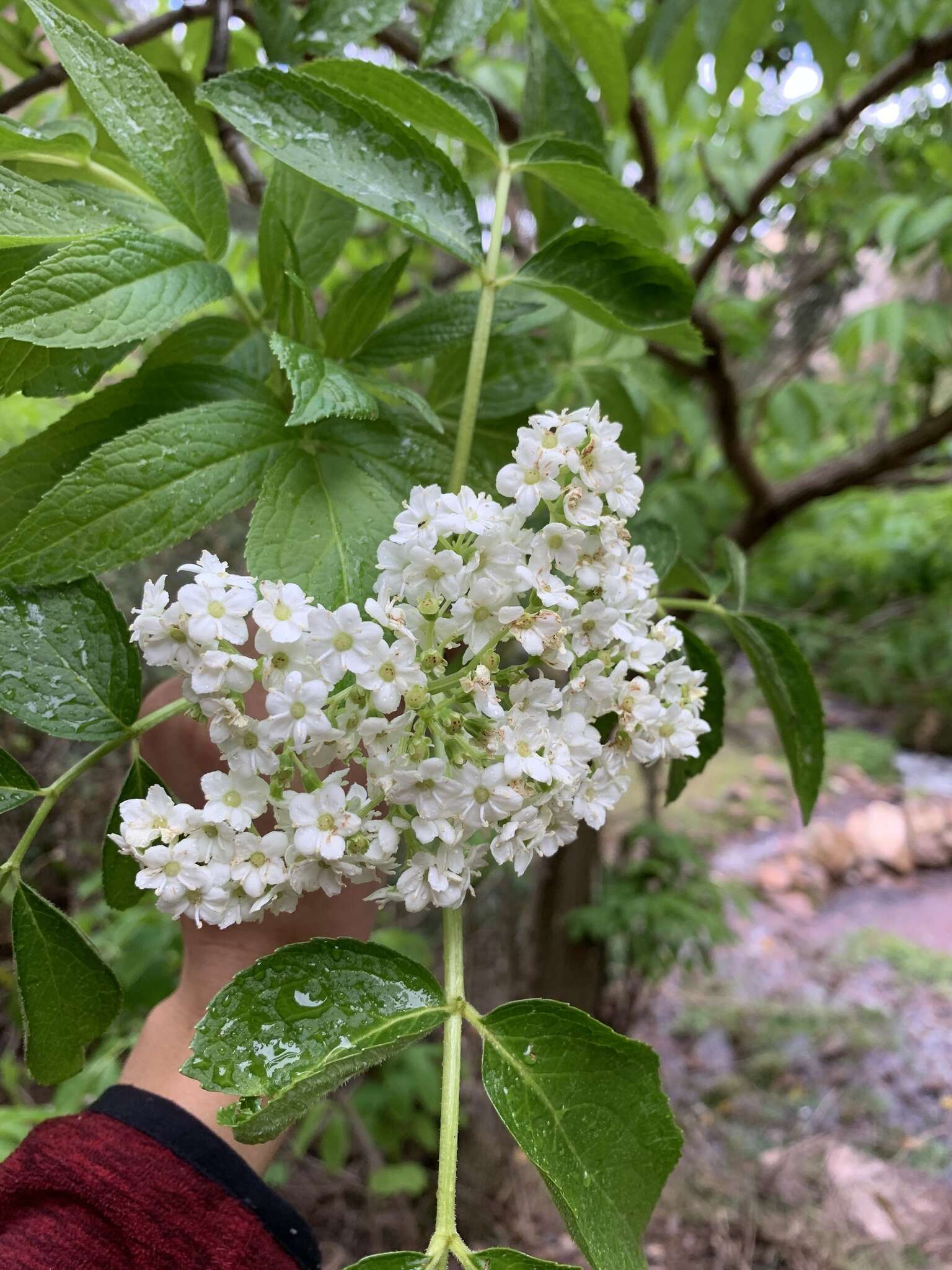 Image de Sambucus peruviana Kunth