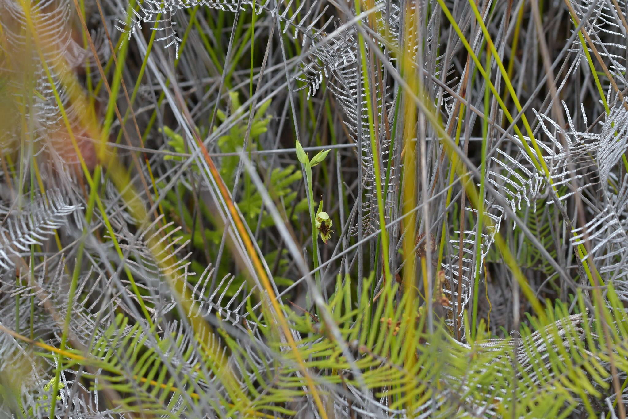 Calochilus herbaceus Lindl.的圖片