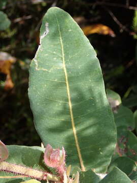 Image de Angophora hispida (Sm.) D. F. Blaxell