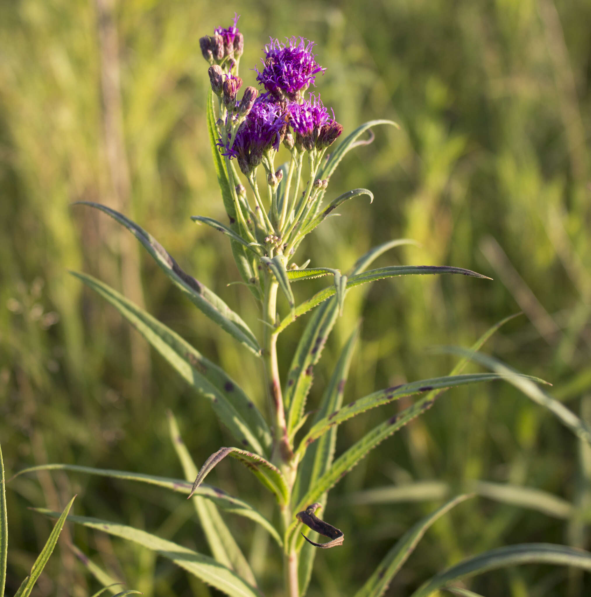 Imagem de Vernonia fasciculata Michx.