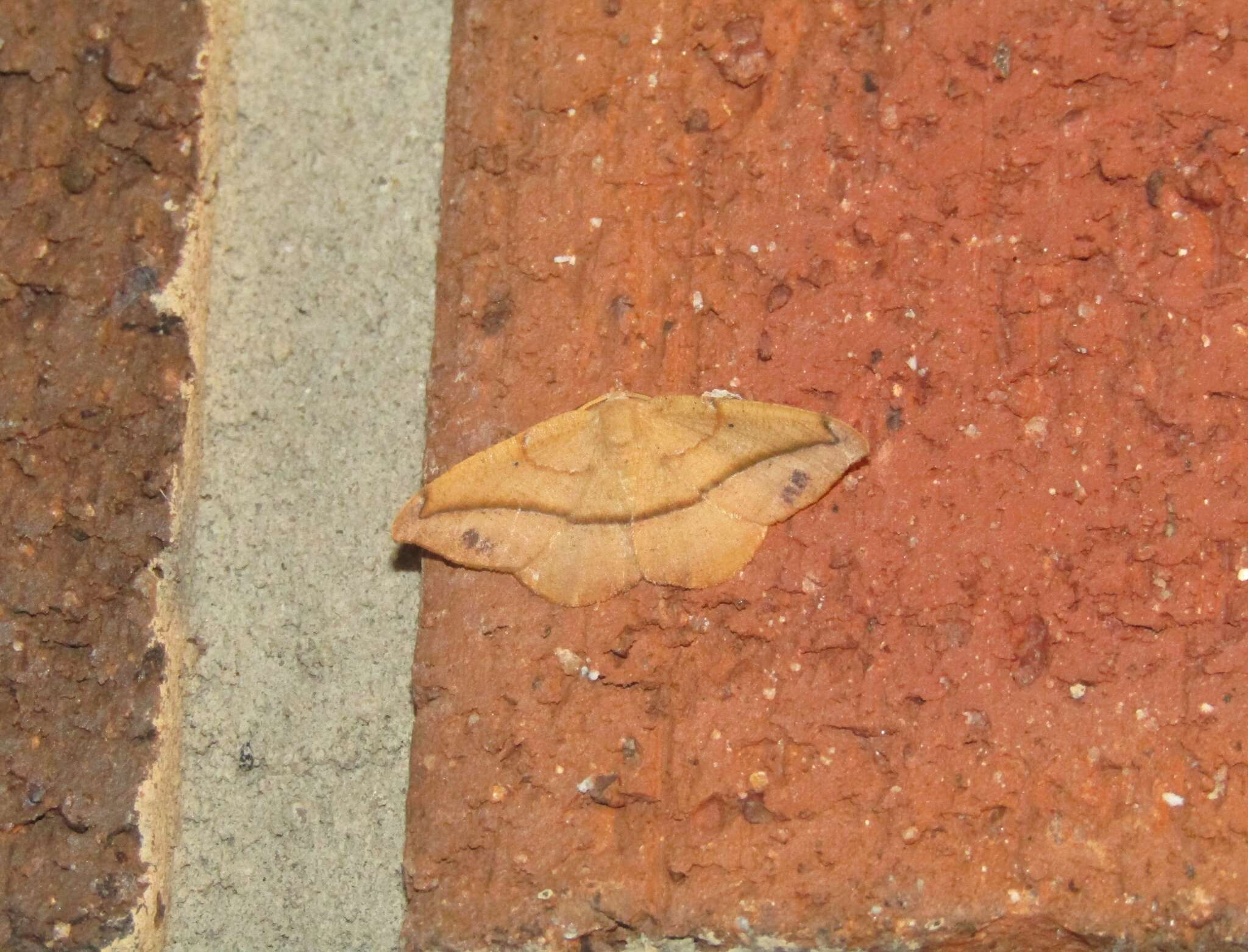 Image of Juniper-twig Geometer