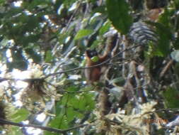 Image of golden-mantled tamarin