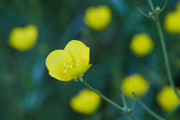 Image of Sacramento Valley Buttercup