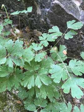 Image of Mancos columbine