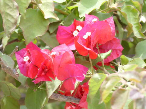 Imagem de Bougainvillea spectabilis Willd.