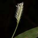 Chasechloa madagascariensis (Baker) A. Camus resmi