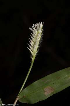 Chasechloa madagascariensis (Baker) A. Camus resmi