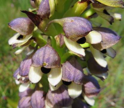 Image of Disa cornuta (L.) Sw.