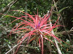 Imagem de Tillandsia brachycaulos Schltdl.