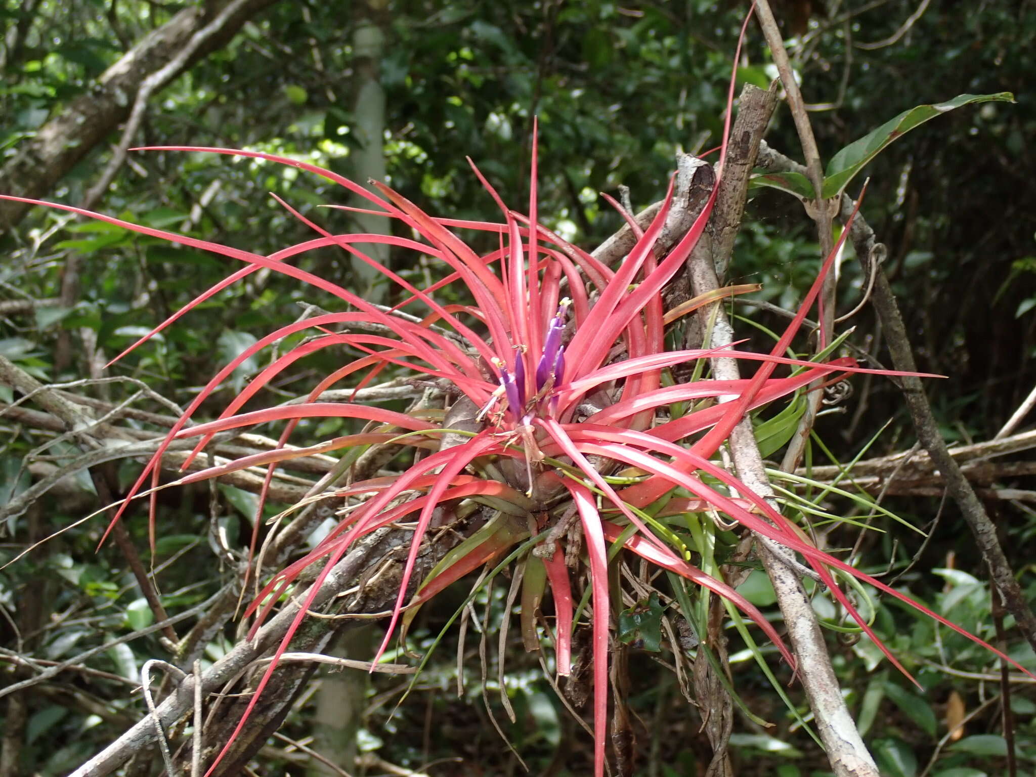 Imagem de Tillandsia brachycaulos Schltdl.