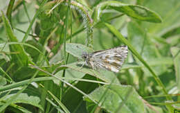 Image of Dusky Grizzled Skipper