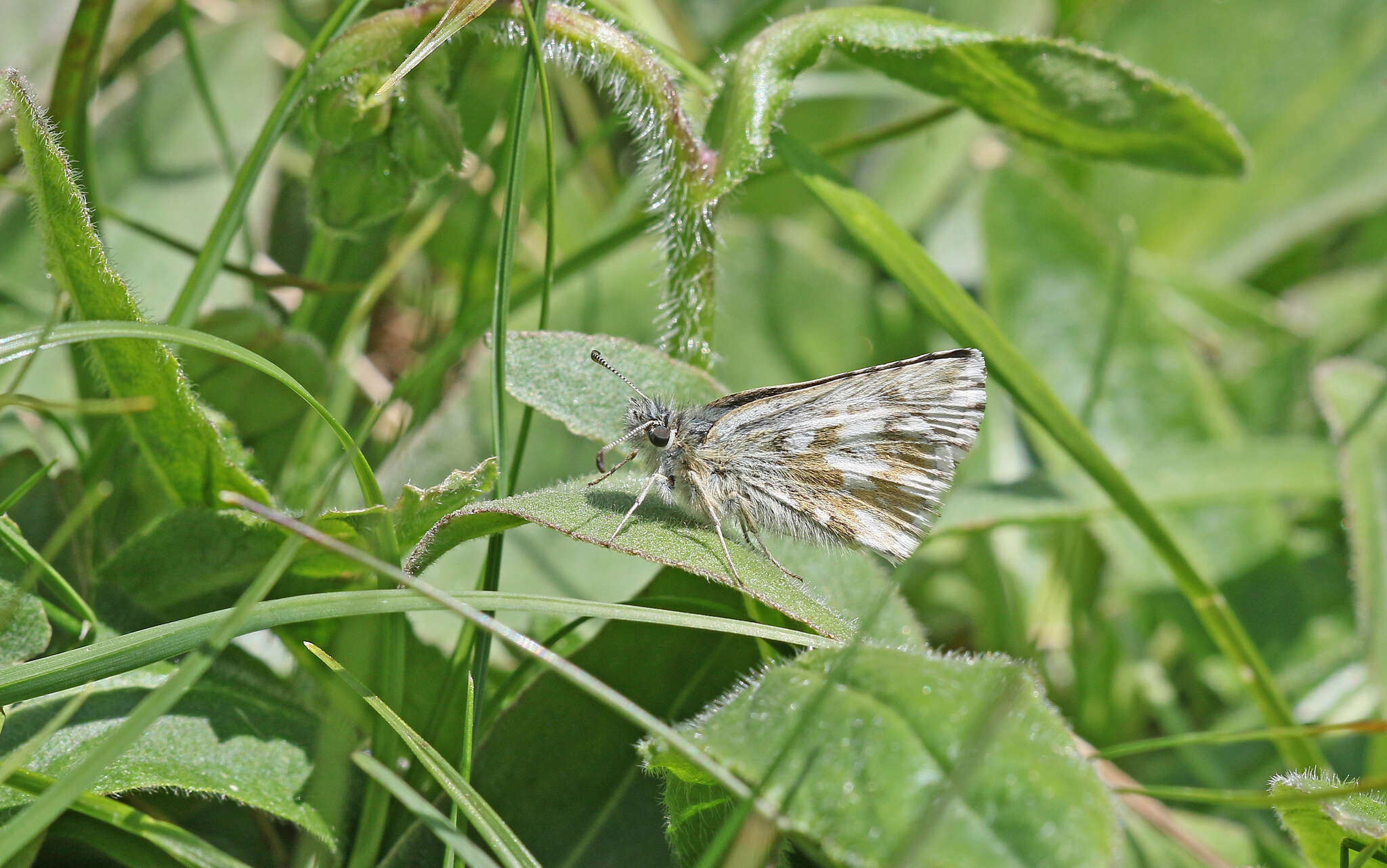 Image of Dusky Grizzled Skipper