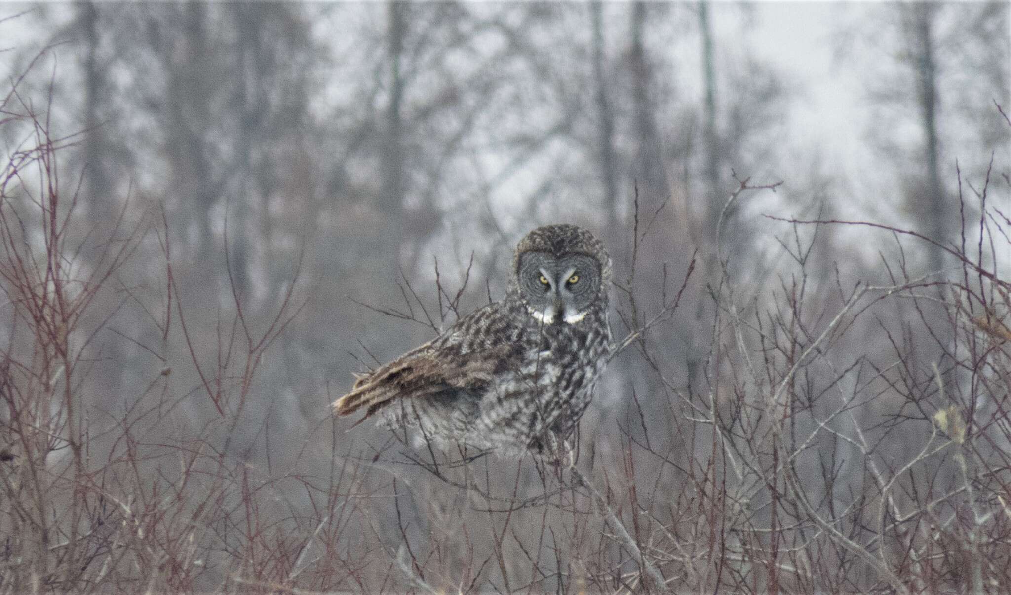 Image of Great Gray Owl