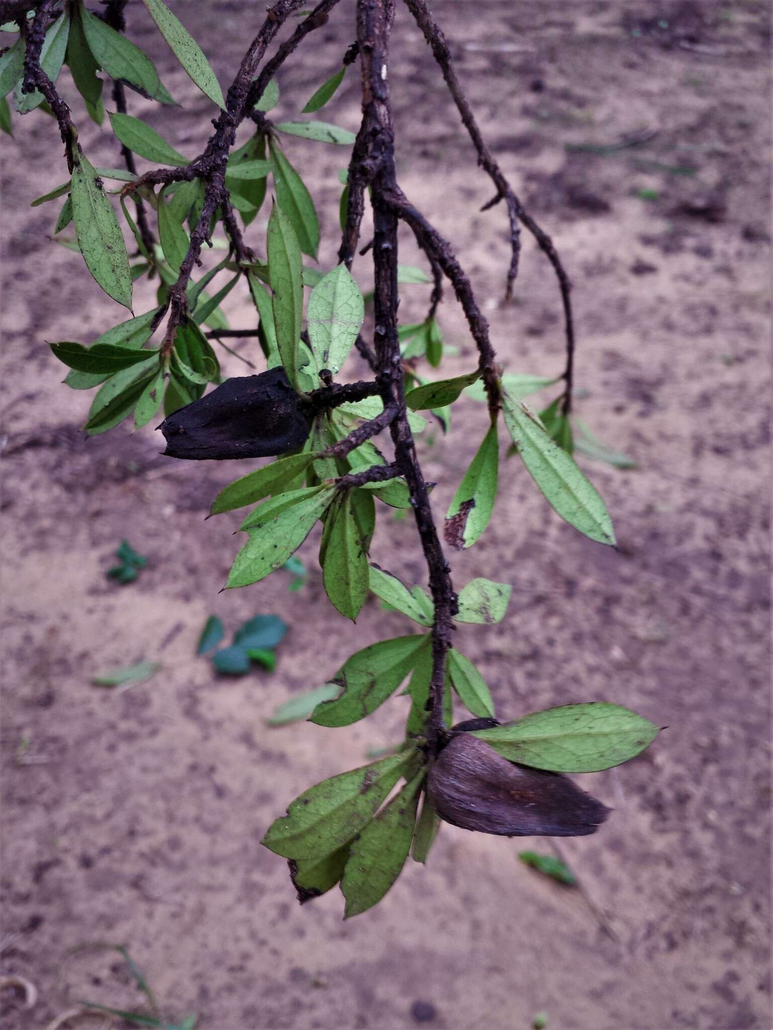 Image of Diospyros aculeata H. Perrier