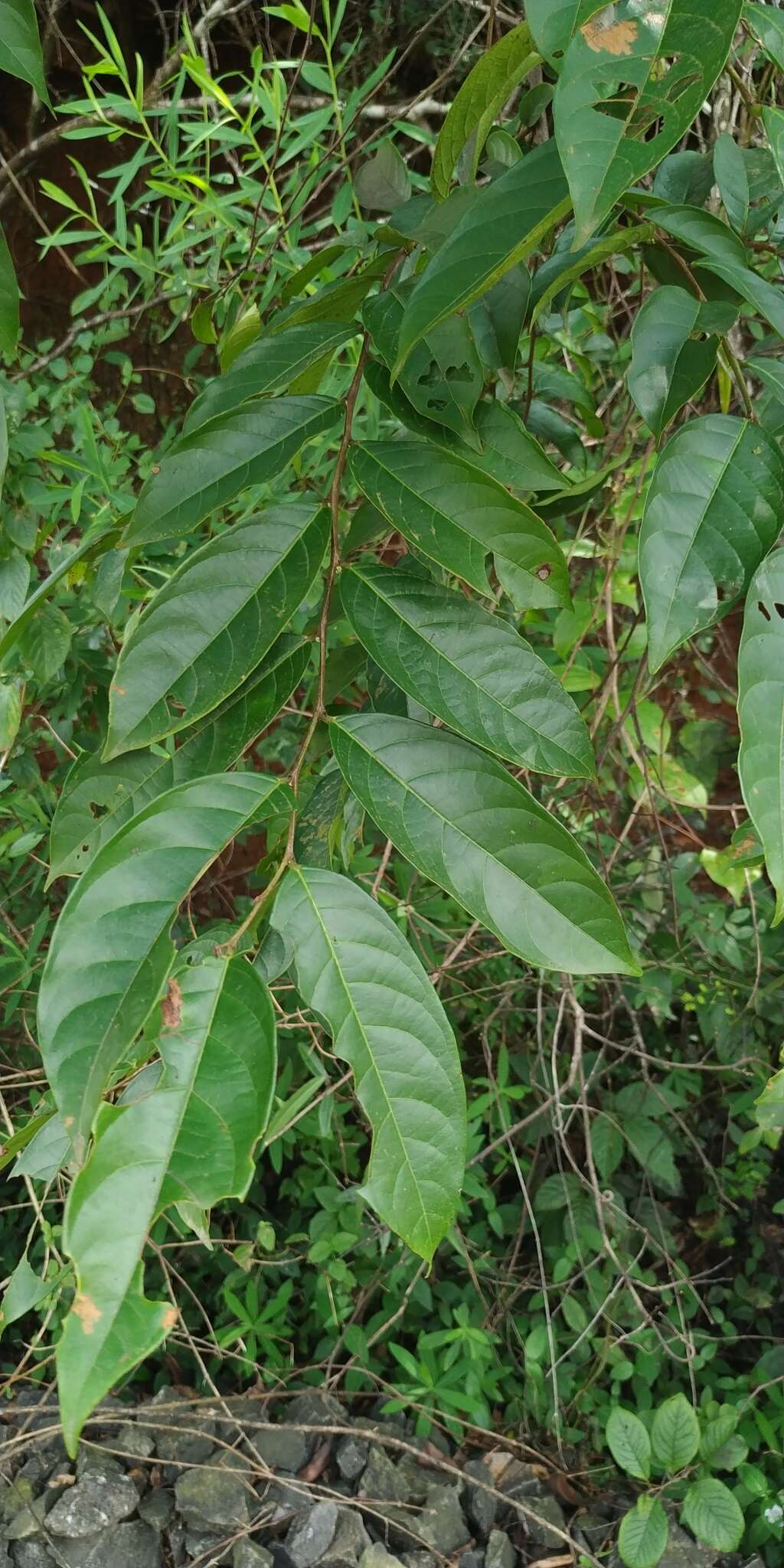 Image of Phyllanthus assamicus Müll. Arg.