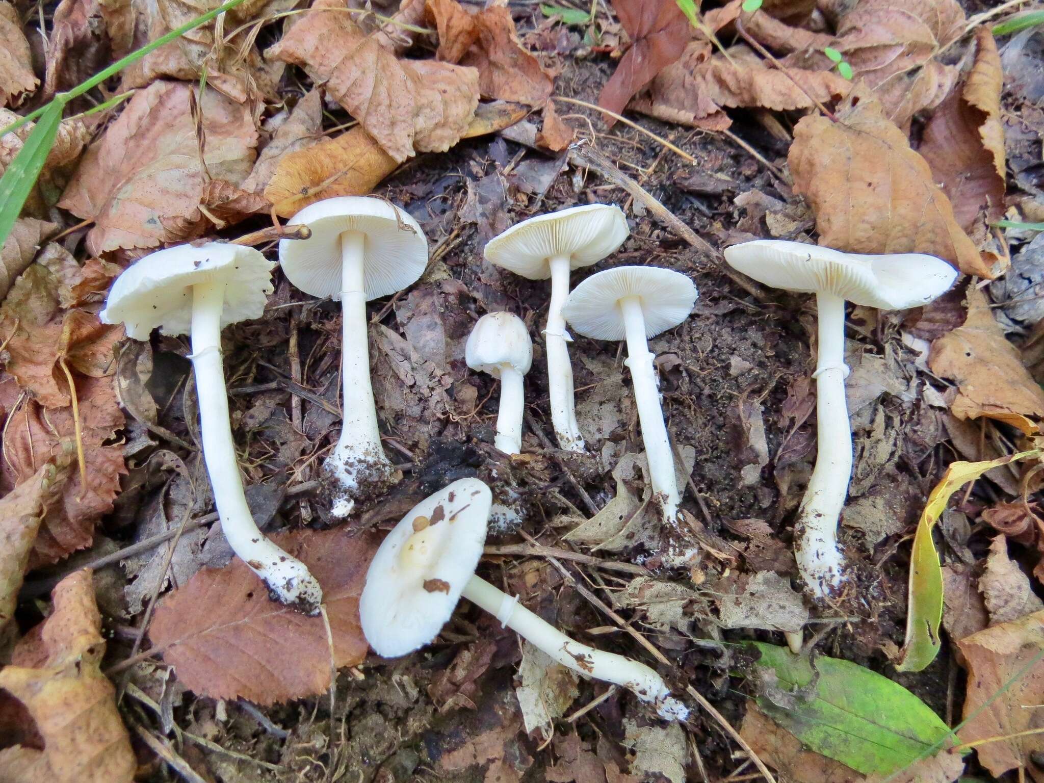 Image of Leucoagaricus crystallifer Vellinga 2000