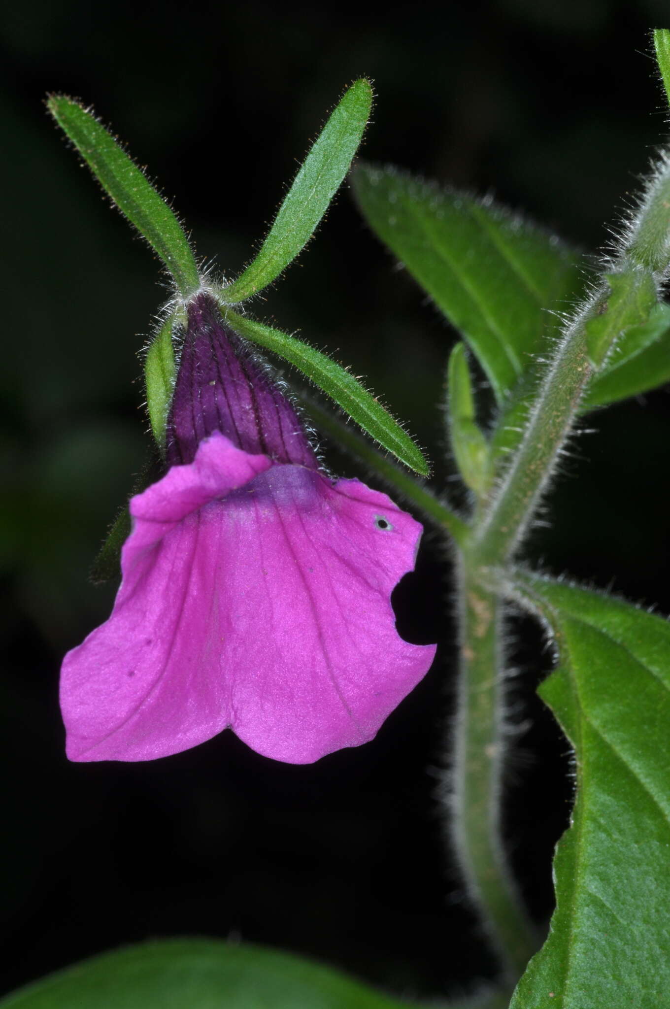 Image de Petunia integrifolia (Hook.) Schinz & Thellung