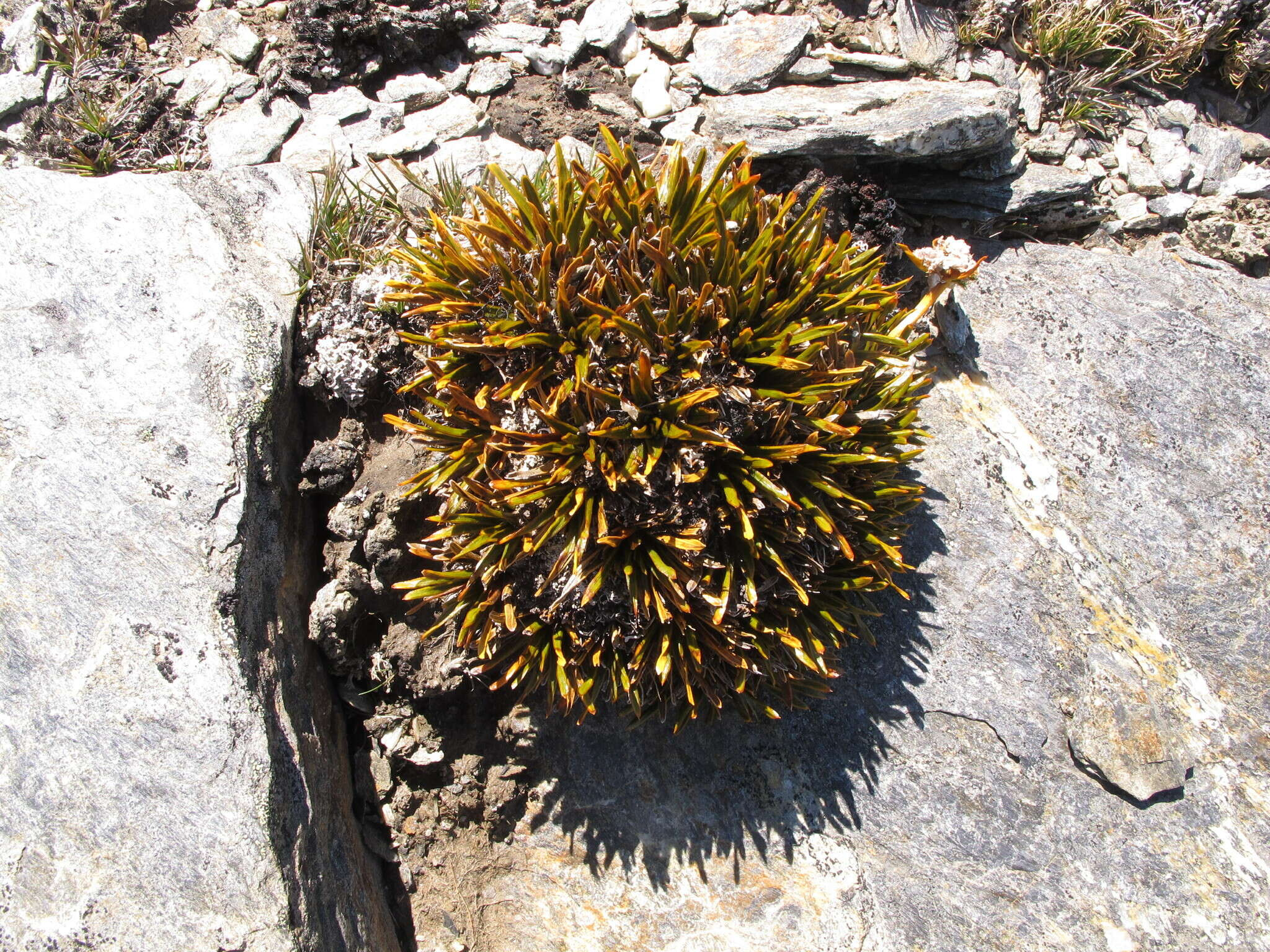 Image of Aciphylla simplex Petrie