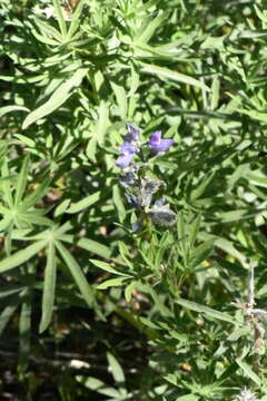 Plancia ëd Lupinus covillei Greene