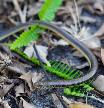 Слика од Ophisaurus ventralis (Linnaeus 1766)