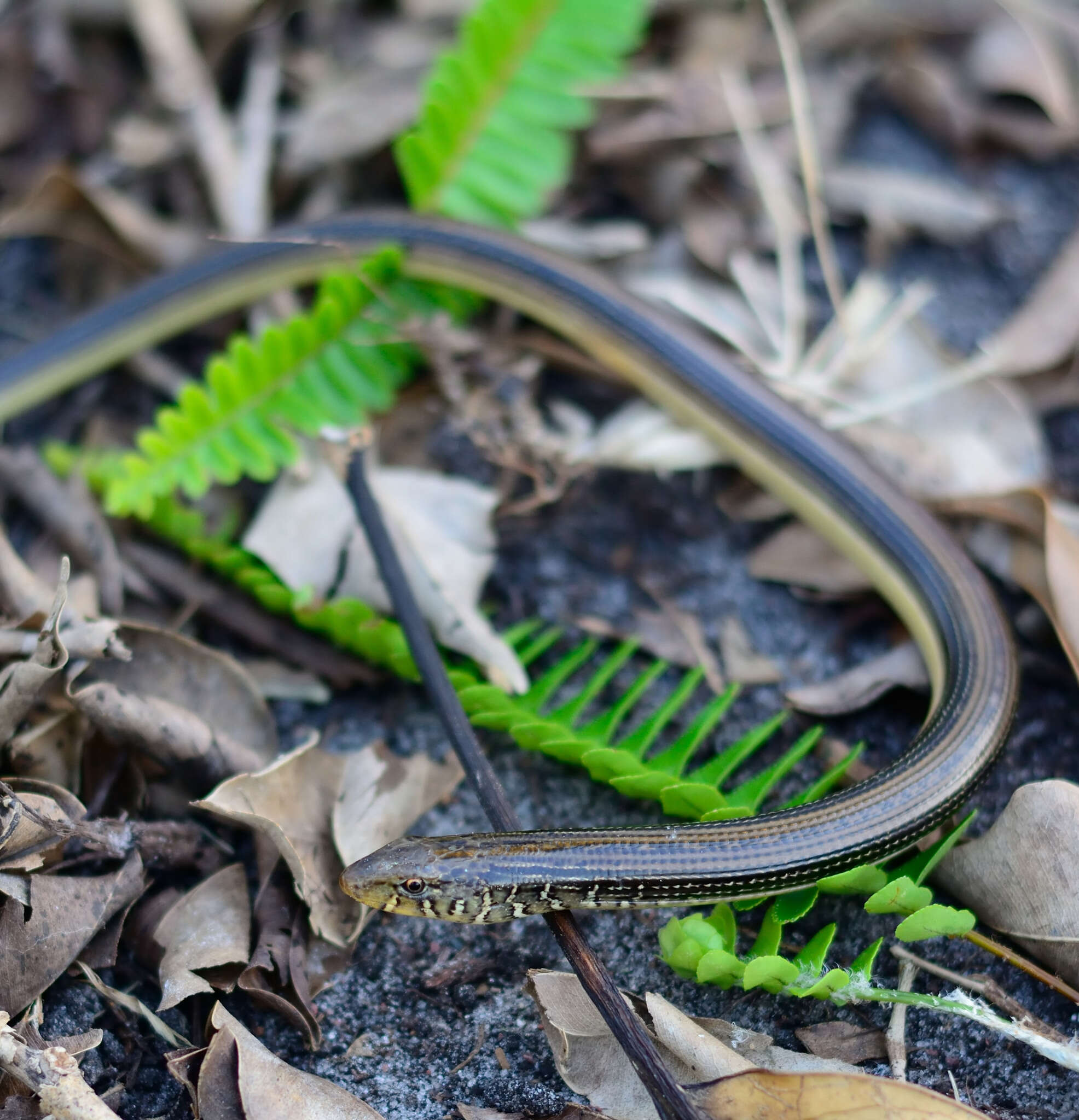 Image of Eastern Glass Lizard