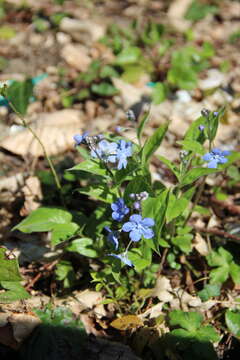 Omphalodes cappadocica (Willd.) DC. resmi