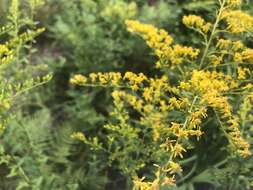 Image de Solidago odora subsp. chapmanii (A. Gray) Semple