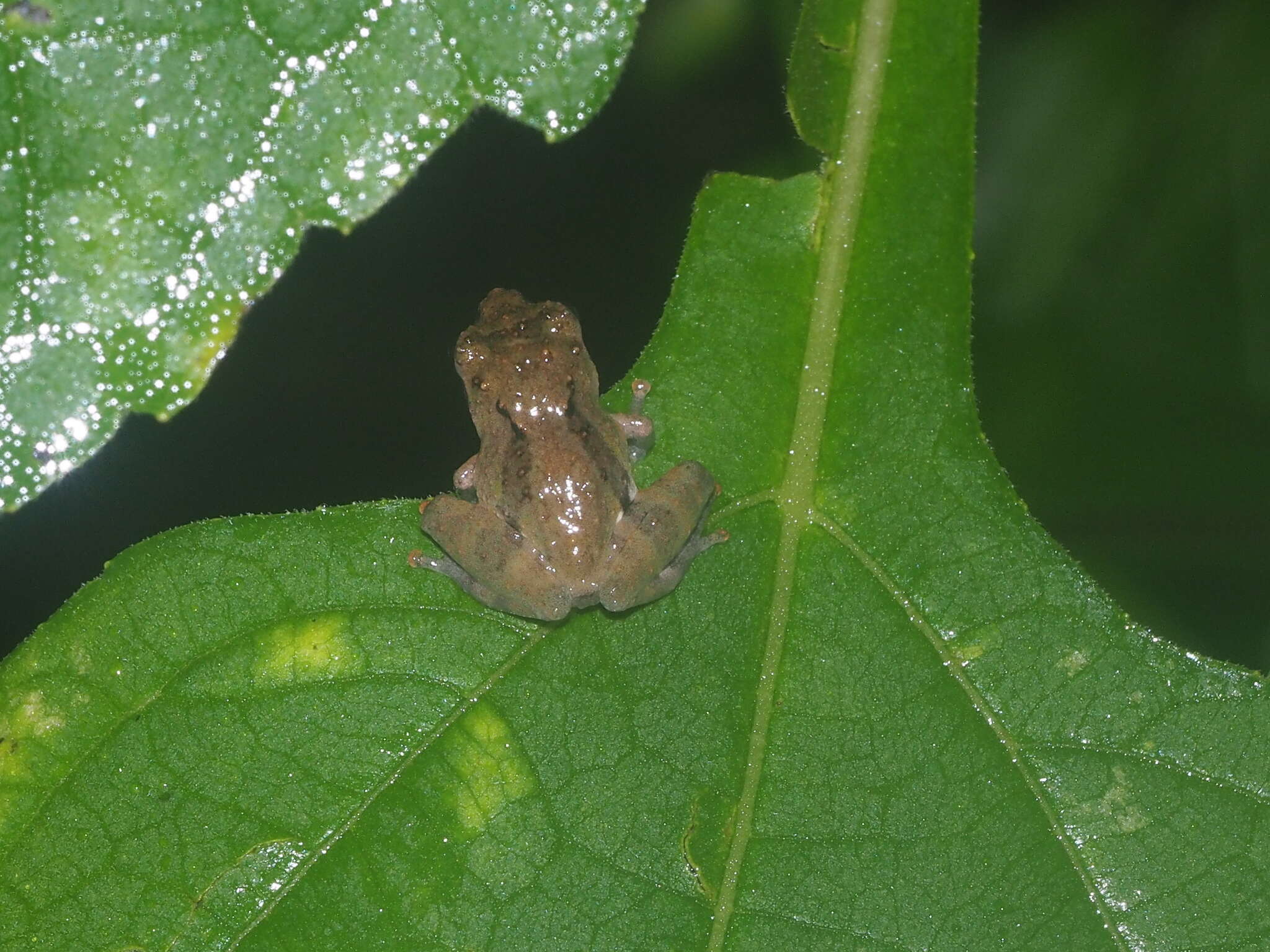 Image of Philautus aurifasciatus (Schlegel 1837)