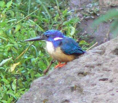 Image of Half-collared Kingfisher