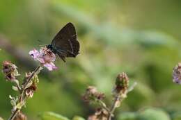 Satyrium spini (Denis & Schiffermüller 1775) resmi