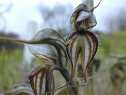 Image of Pterostylis arenicola M. A. Clem. & J. Stewart