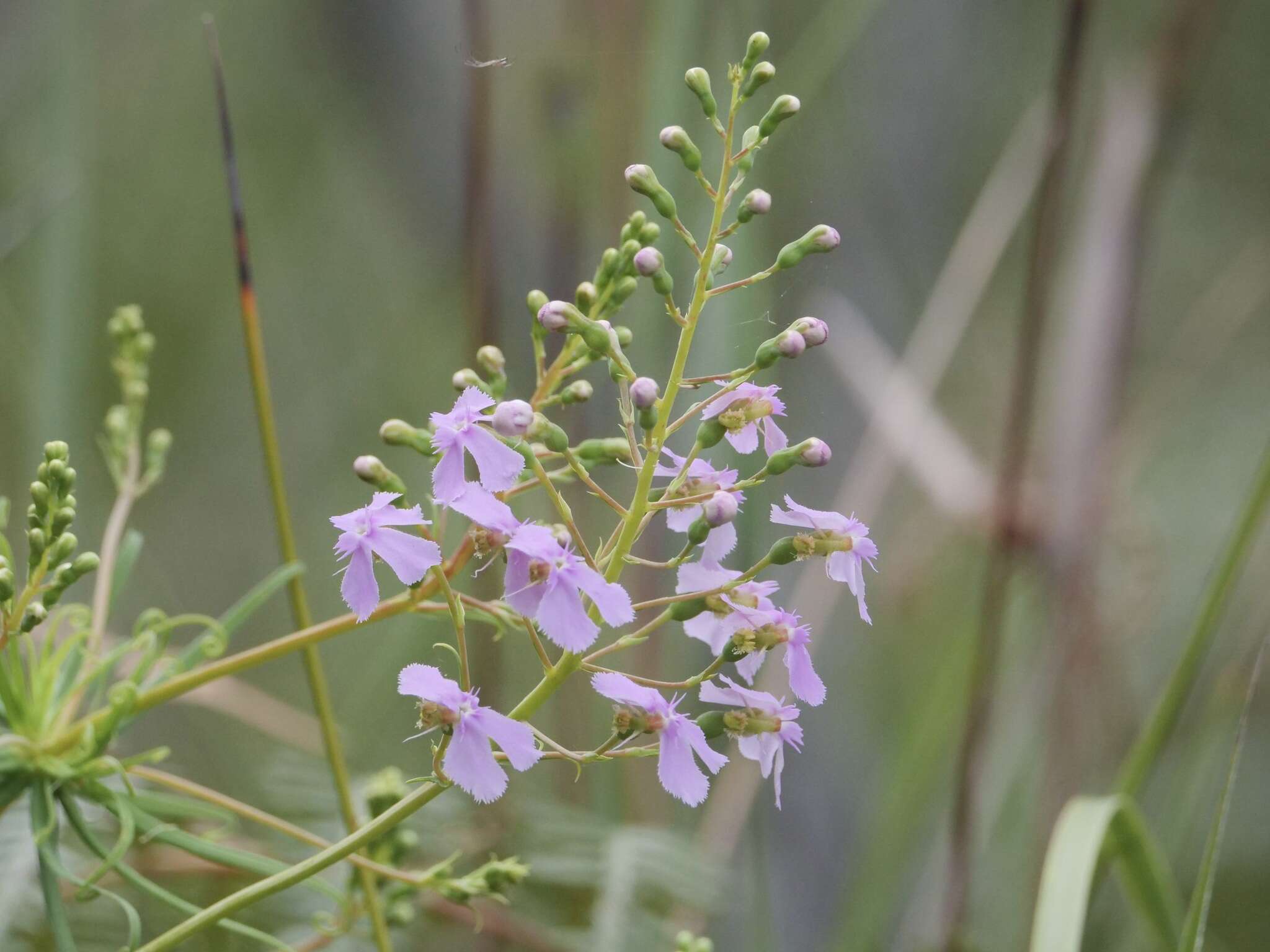 Image of Stylidium nymphaeum Wege