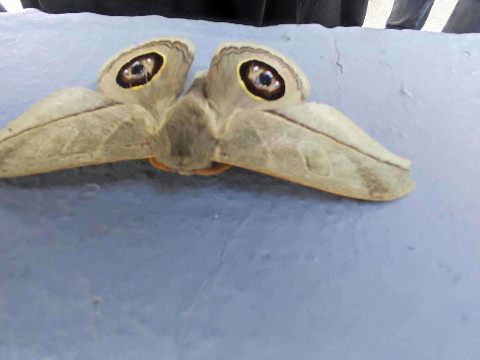 Image of Leucanella contempta (Lemaire 1967)