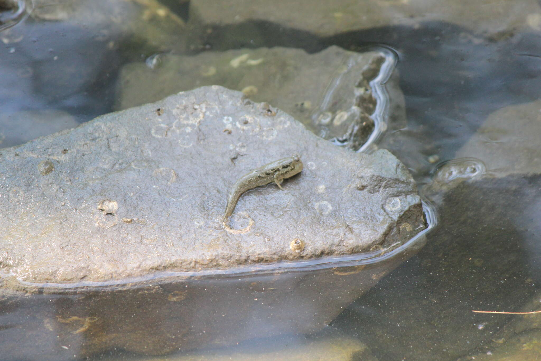 Image of Periophthalmus walailakae Darumas & Tantichodok 2002