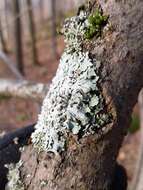 Image of rosette lichen