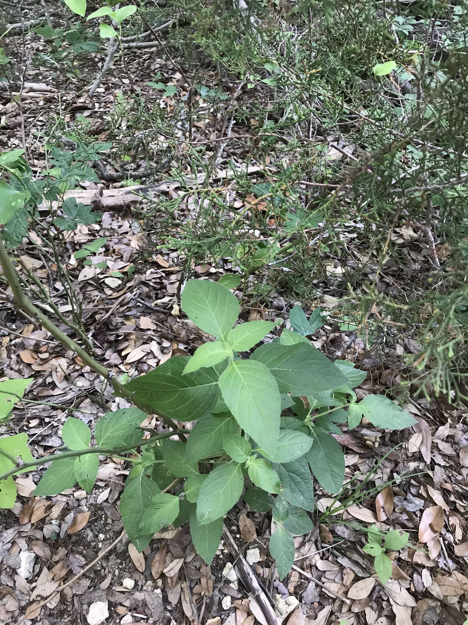 Image of Drummond's wild petunia