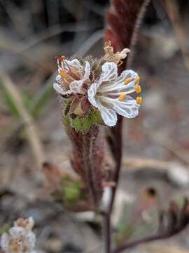 Image of Santa Lucia phacelia