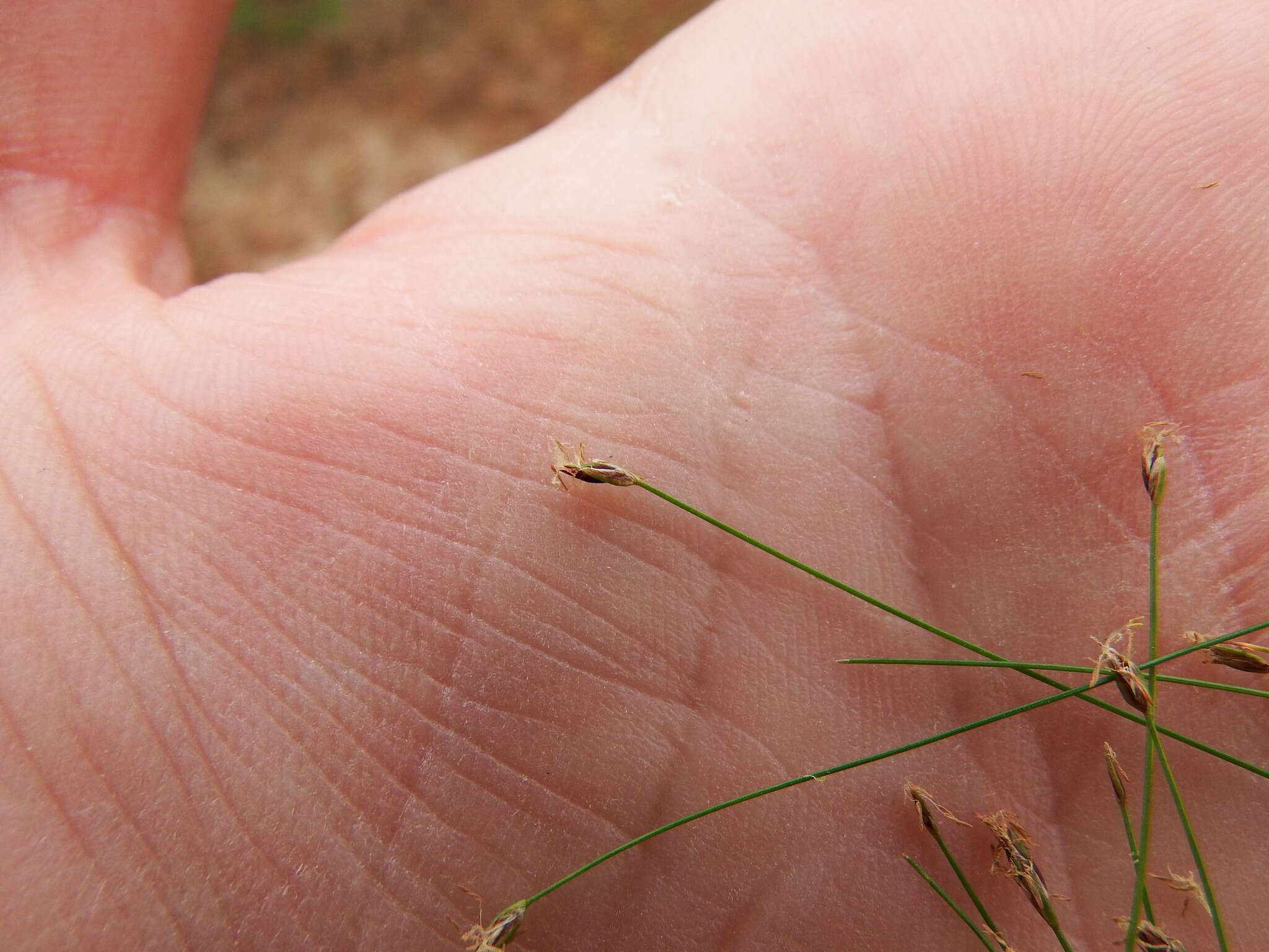 Image of needle spike-rush