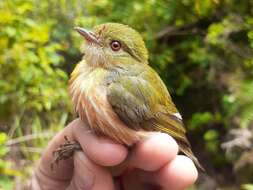 Image of Striolated Manakin