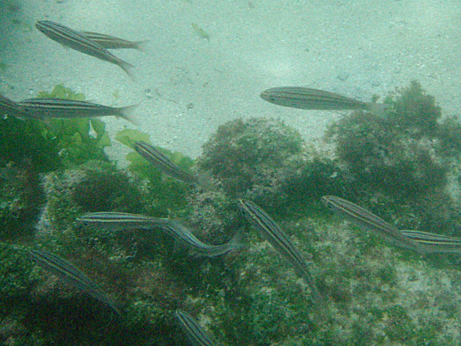 Image of Black-striped salema