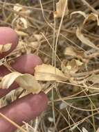 Image of Ash Meadows Gumweed