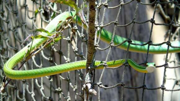 صورة Leptophis diplotropis (Günther 1872)