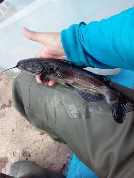 Image of North American freshwater catfishes