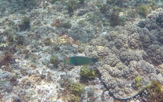 Image of Goldbar wrasse