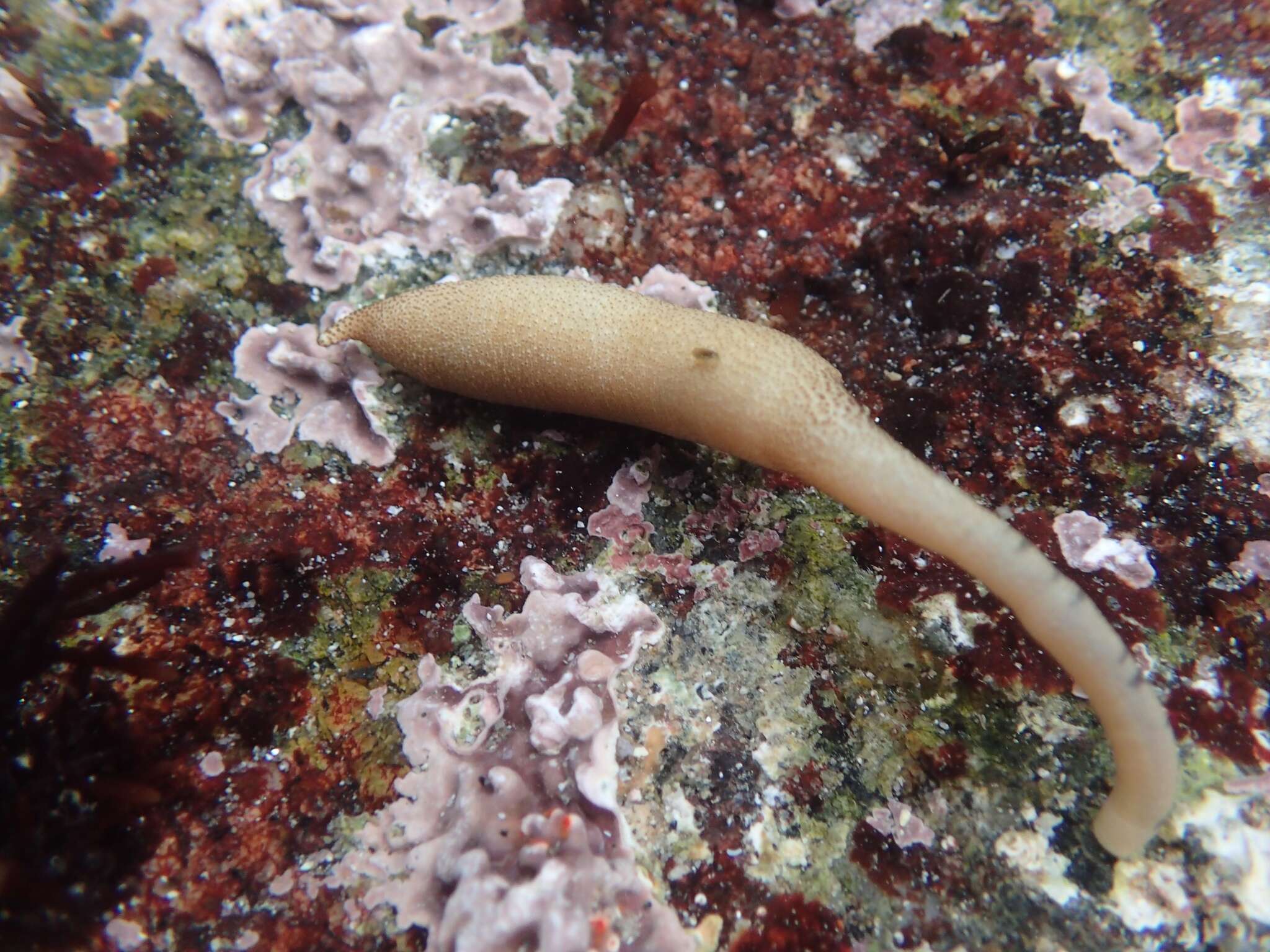 Image of Phascolosoma (Phascolosoma) agassizii Keferstein 1866