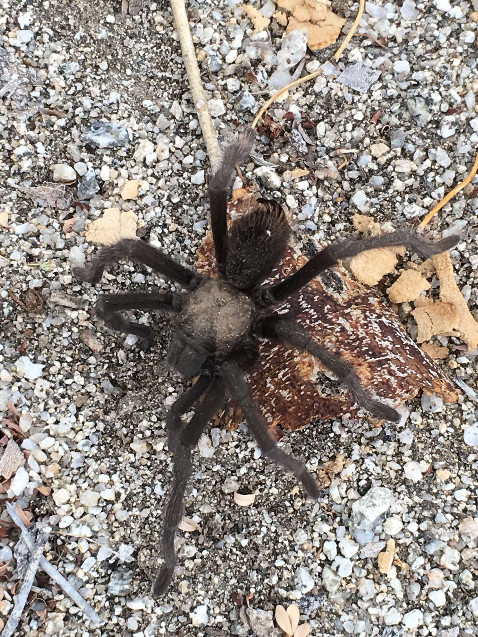 Image of Aphonopelma eutylenum Chamberlin 1940