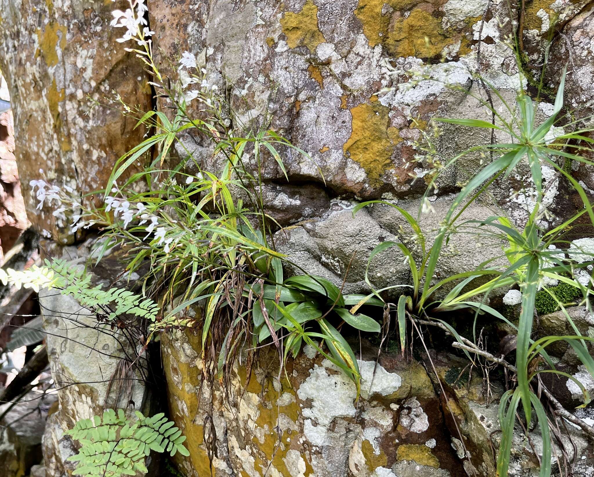 Image of Stenoglottis woodii Schltr.