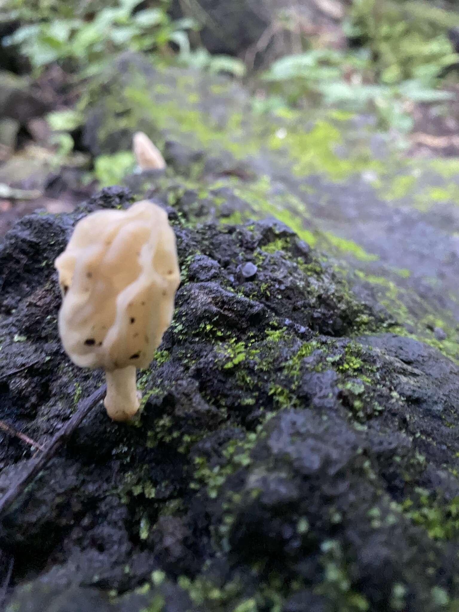 Image of Morchella herediana L. D. Gómez 1971