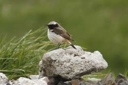 Image of Kurdish Wheatear