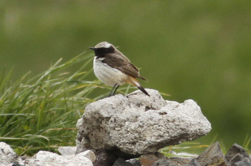 Image of Kurdish Wheatear